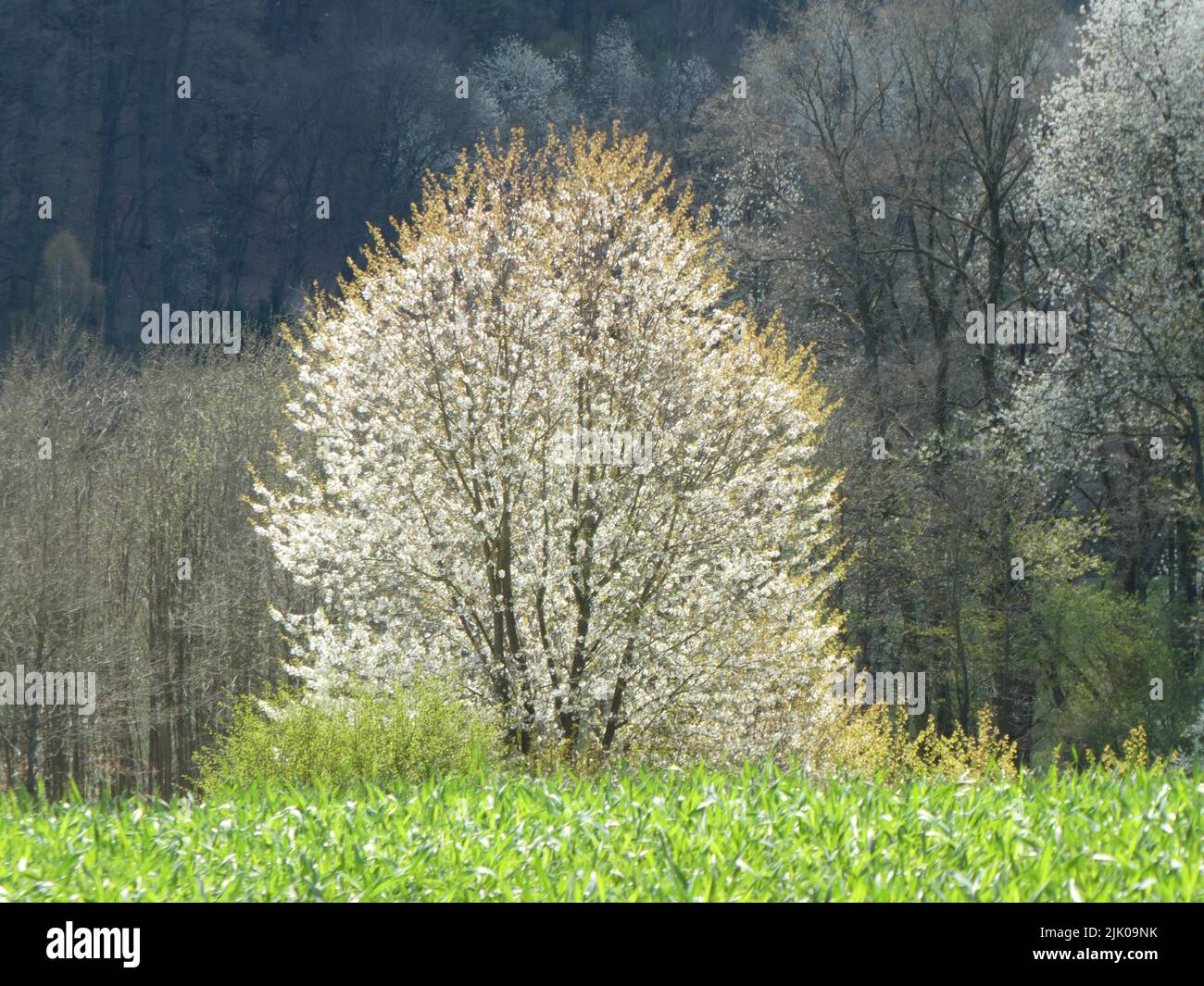 Flowering tree in Pfälzer Wald Stock Photo