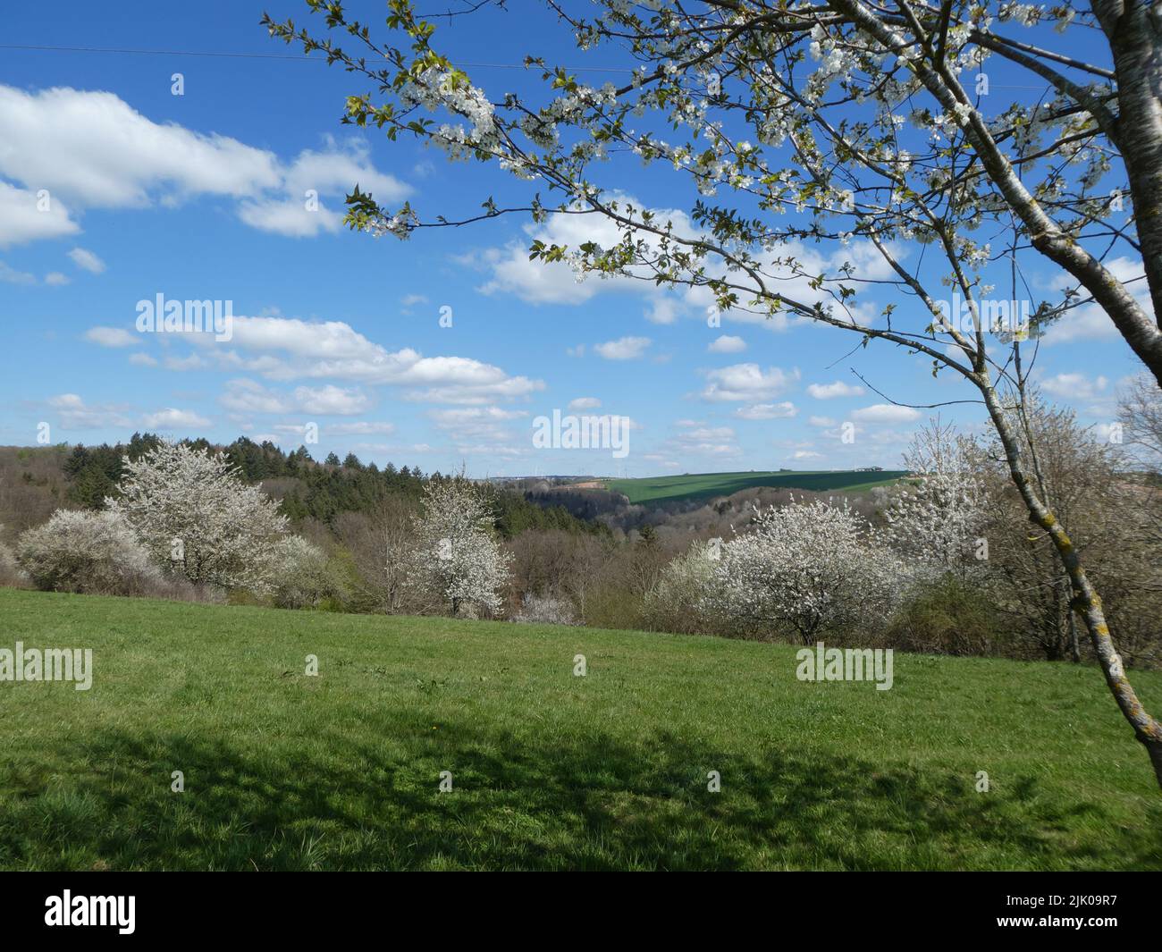 Landscape in Pfälzer Wald with flowering trees in springtime Stock Photo