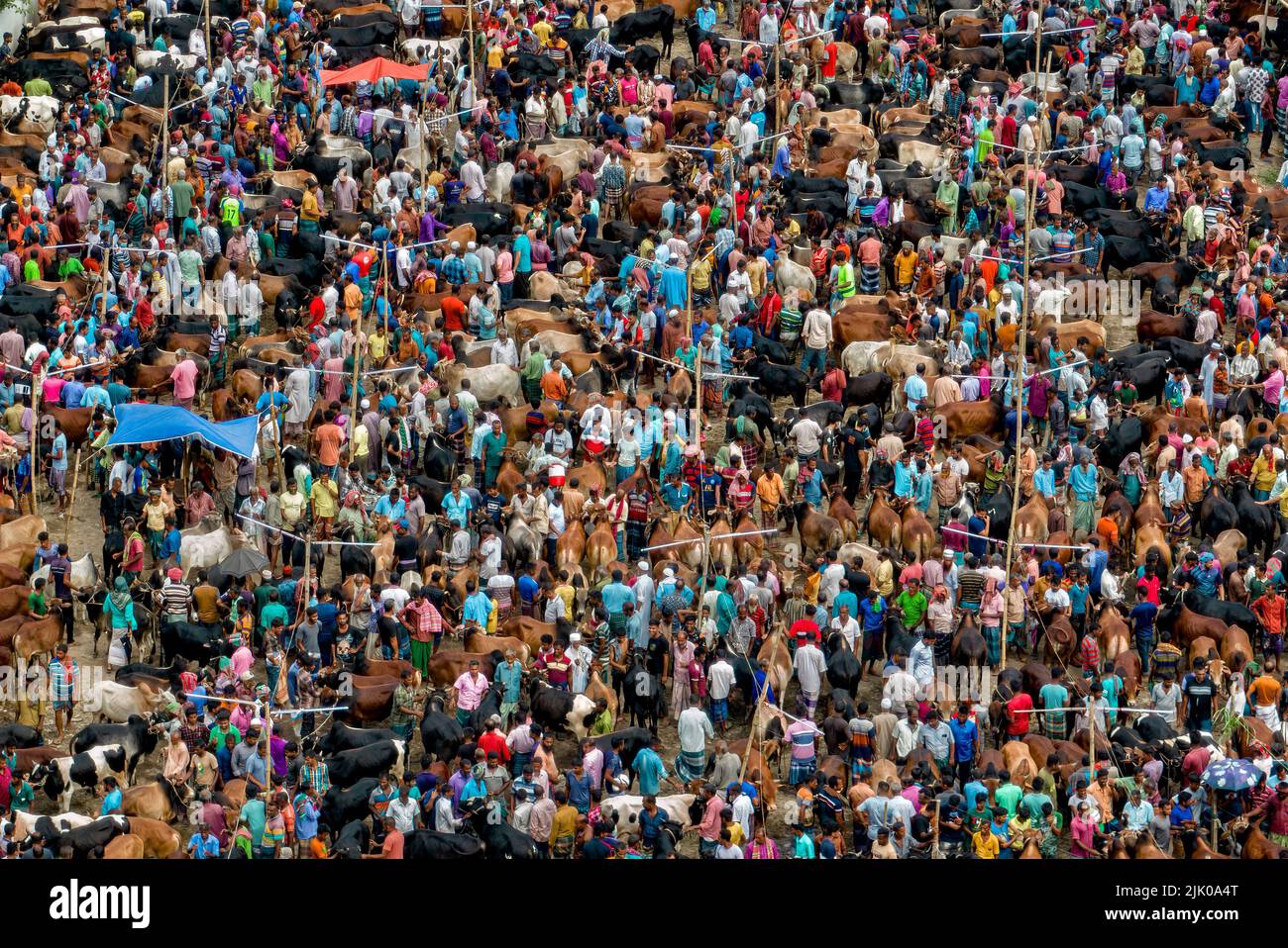 Cattle market in Bangladesh. Eid ul Adha. Sacrificial Animals. Cow market Stock Photo