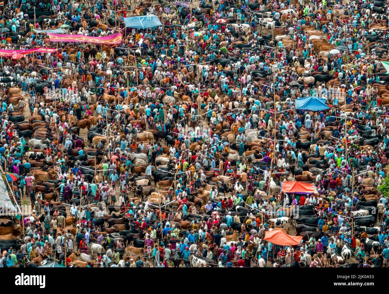 Cattle market in Bangladesh. Eid ul Adha. Sacrificial Animals. Cow market Stock Photo