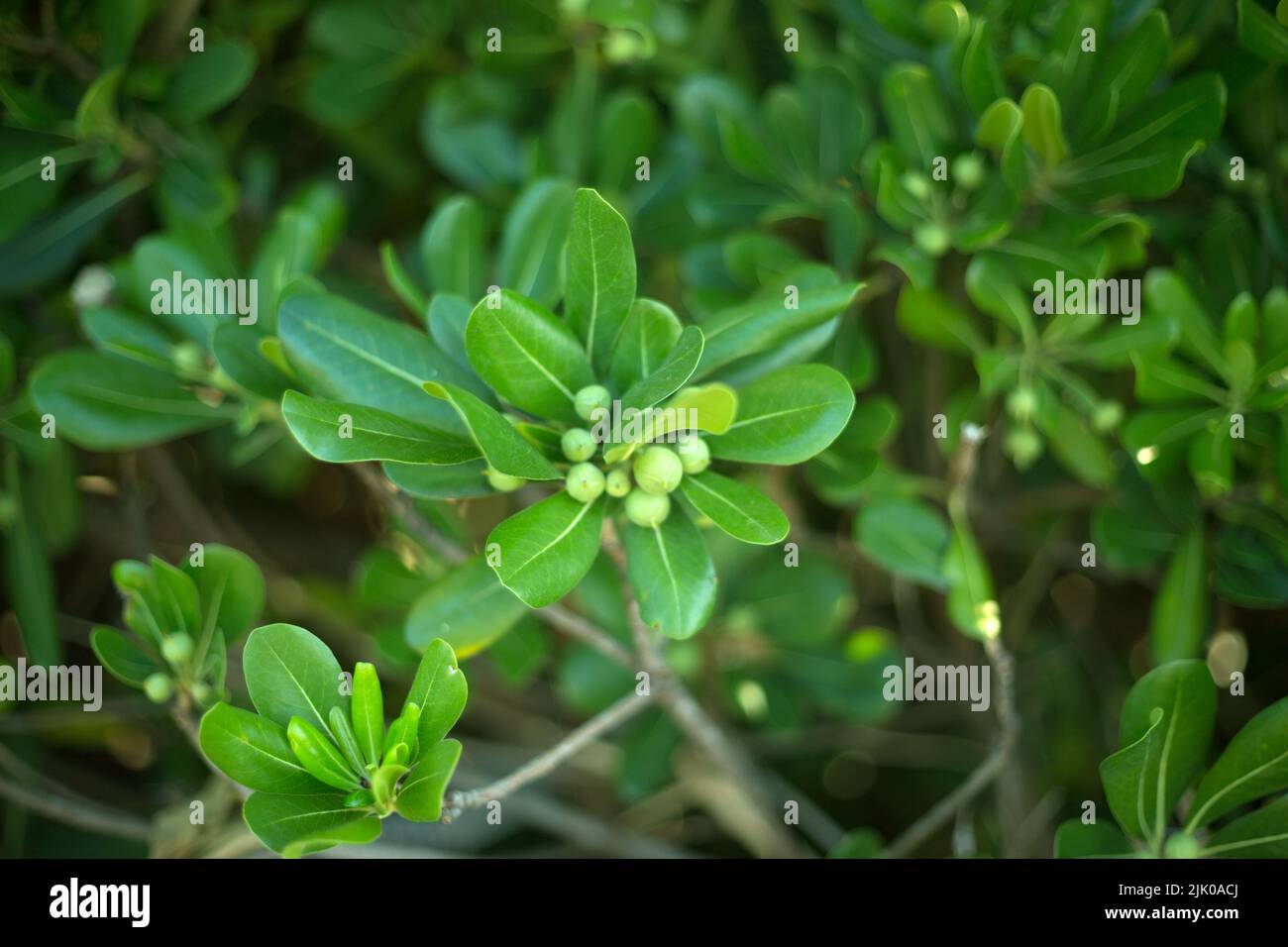 Tropical green leaves fresh blur background Stock Photo - Alamy