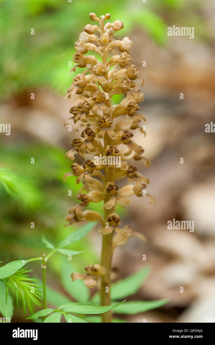 View of the Bird's Nest orchid in the forest Stock Photo