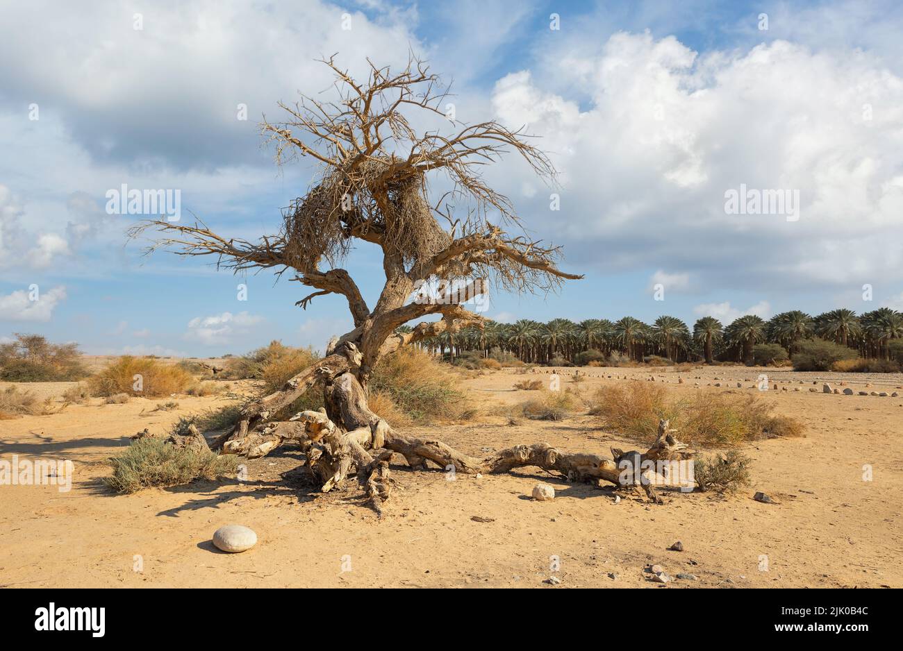 Beautiful dry tree in Arava desert Israel Stock Photo