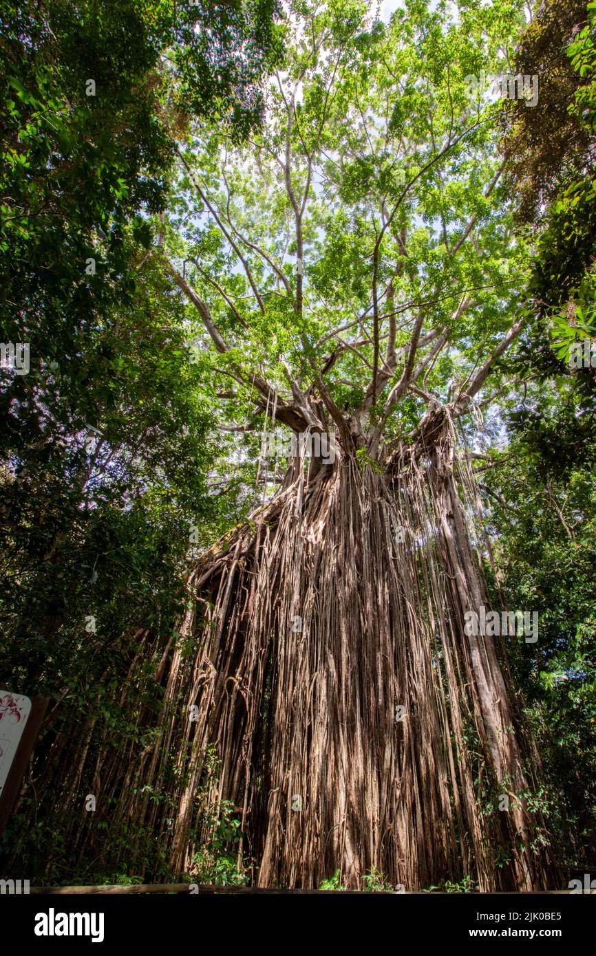 Curtain Fig Tree Stock Photo - Alamy