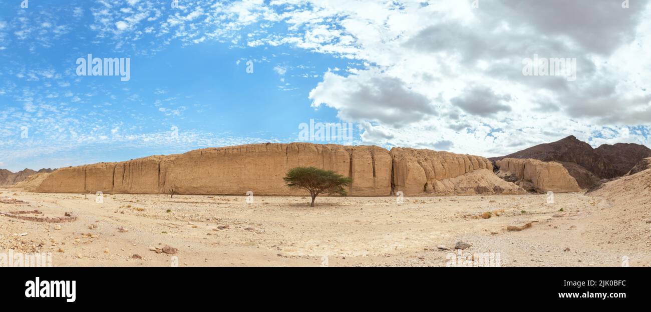 lone acacia in the Arava desert Israel Stock Photo