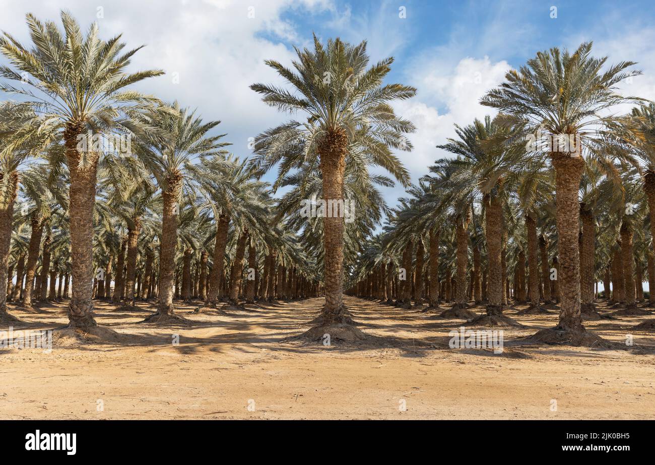 date palms in the negev desert israel Stock Photo Alamy