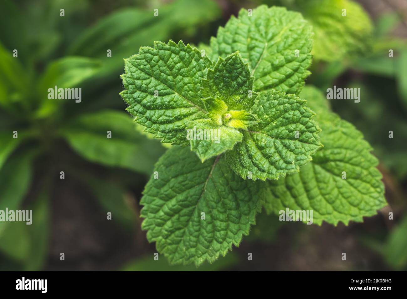 Mint plant grow at vegetable garden. Fresh green leaves of peppermint, top view. Spearmint herbs, nature background Stock Photo