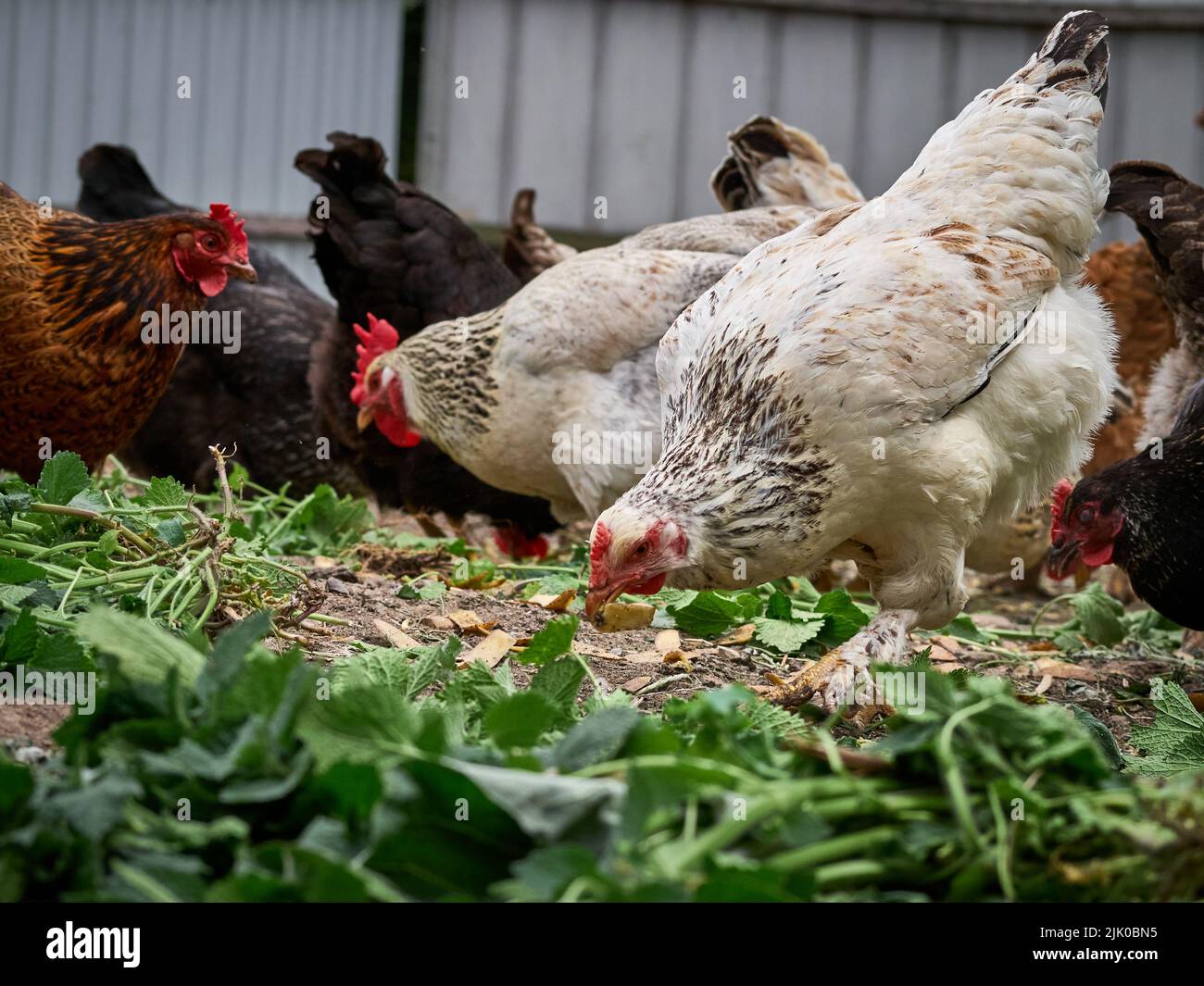 Free range chicken on a farm Stock Photo Alamy