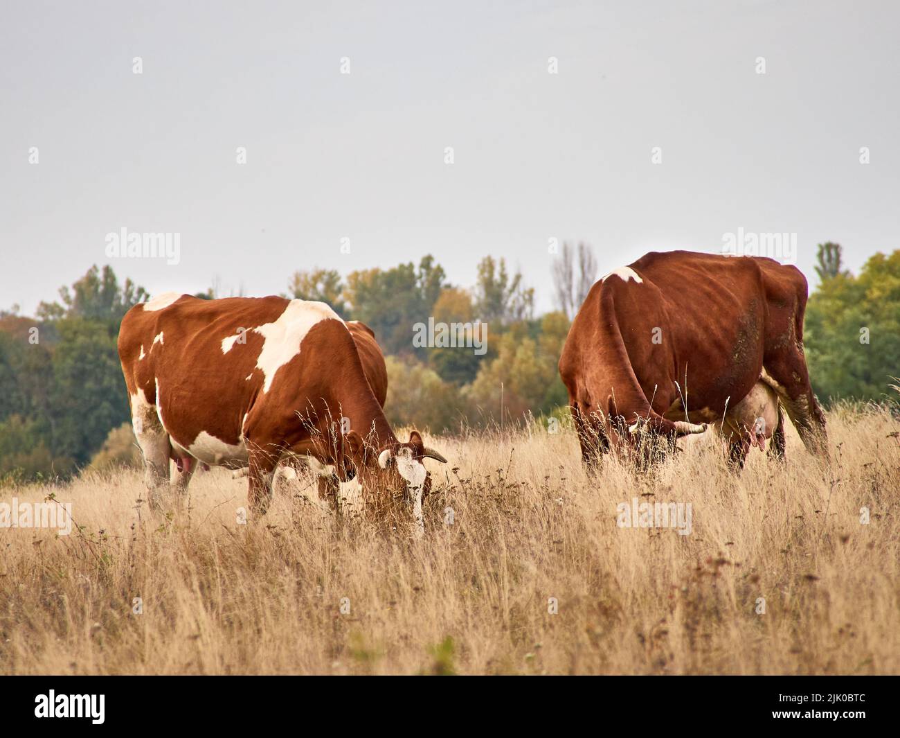 Cows grazing in natural pasture on a cloudy day Stock Photo - Alamy