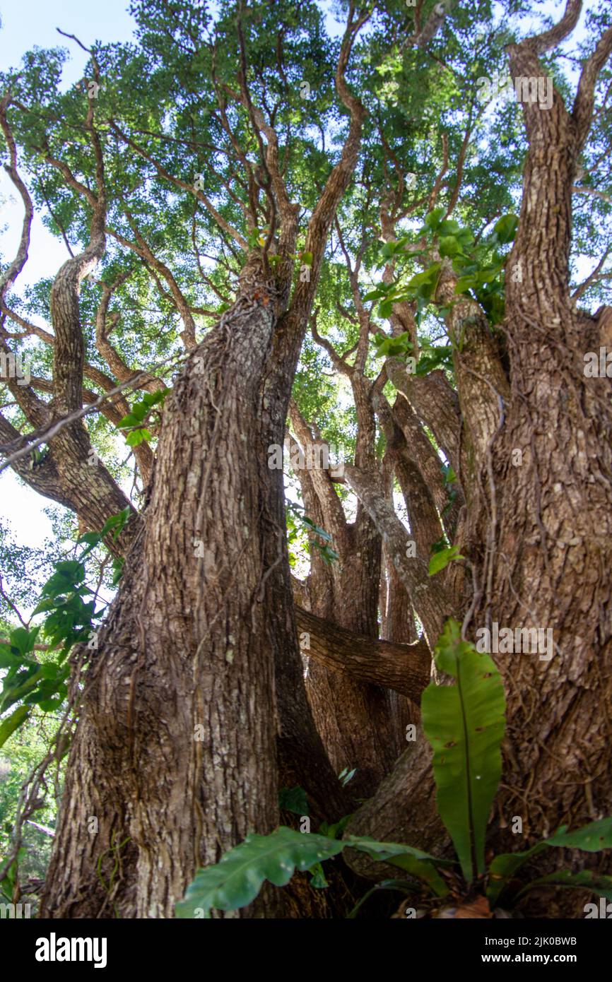 Twisted Tree Branches Stock Photo - Alamy