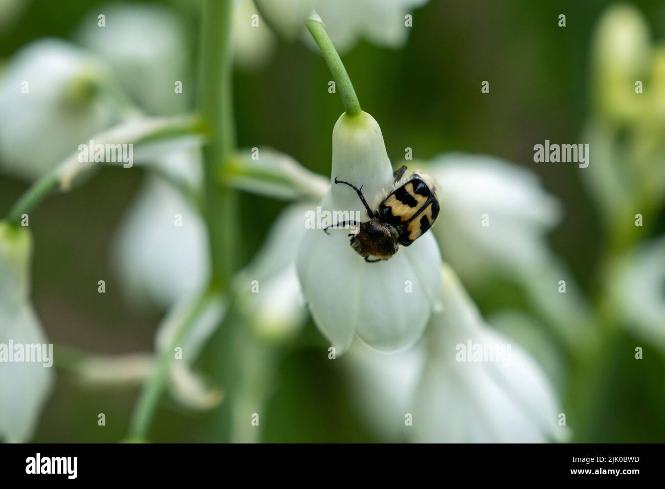 macro photography of an insect on a white flower Stock Photo - Alamy