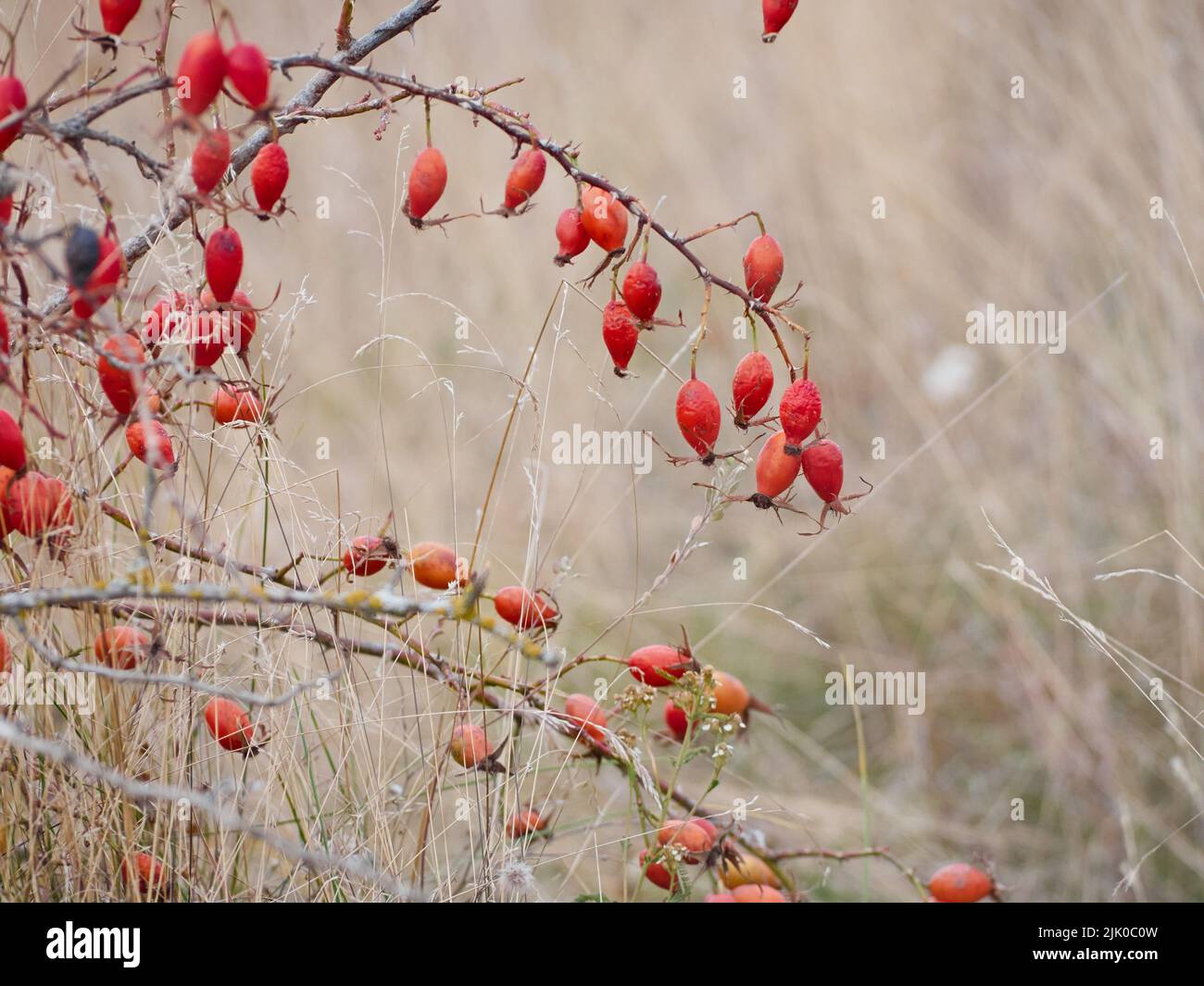Rose hip bush hi-res stock photography and images - Alamy