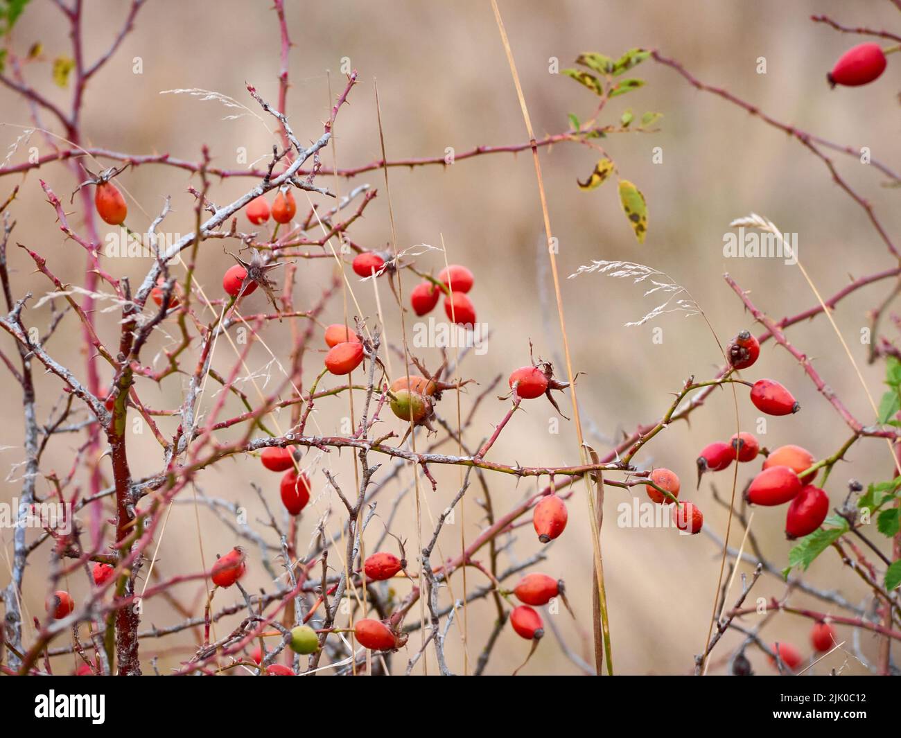 Rose hip bush hi-res stock photography and images - Alamy