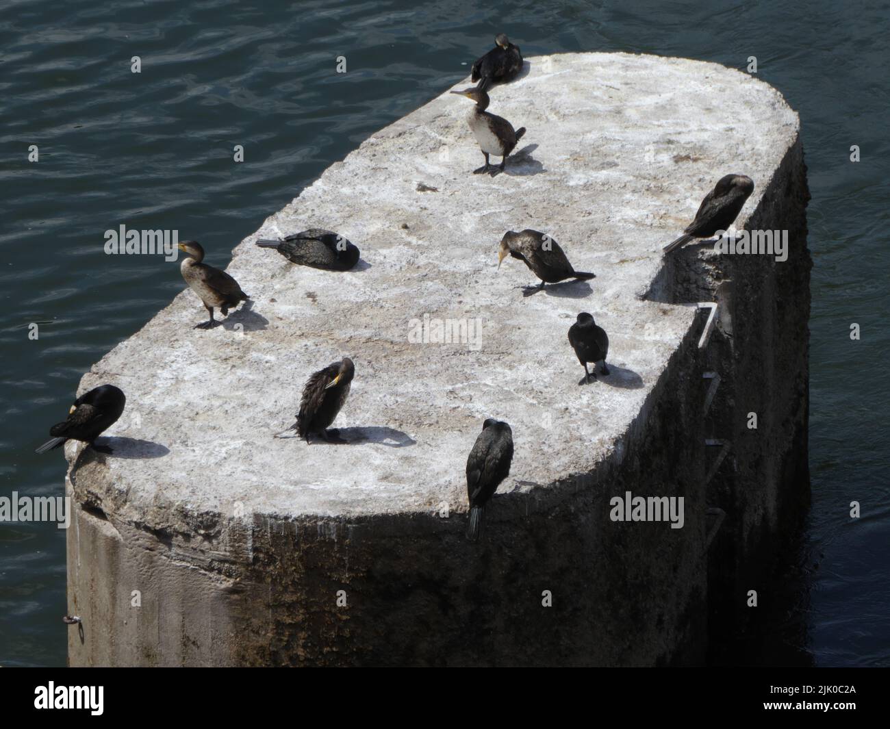 Group of cormorants on beton pylon in the river Neckar Stock Photo