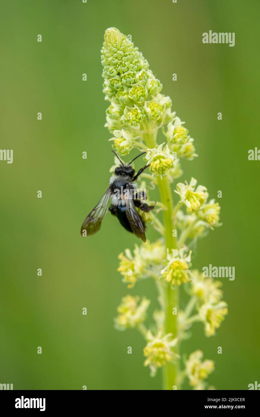 detailed close up of a Common Mourning Bee (Melecta albifrons) feeding on yellow mignonette or wild mignonette (Reseda lutea) Stock Photo