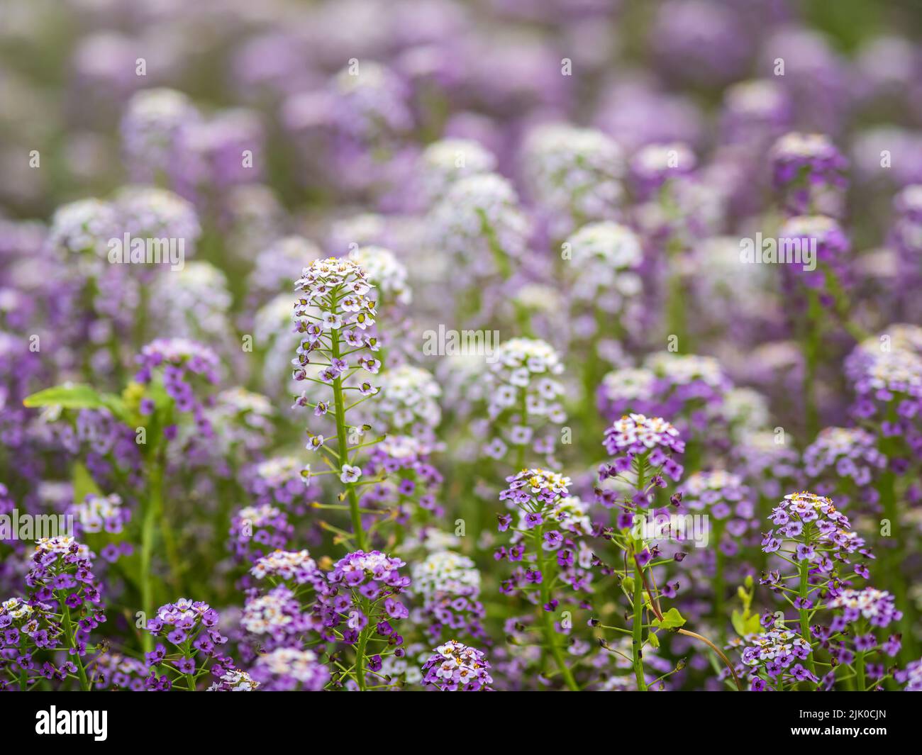 Dainty purple and white flowers of Lobularia maritima Alyssum maritimum