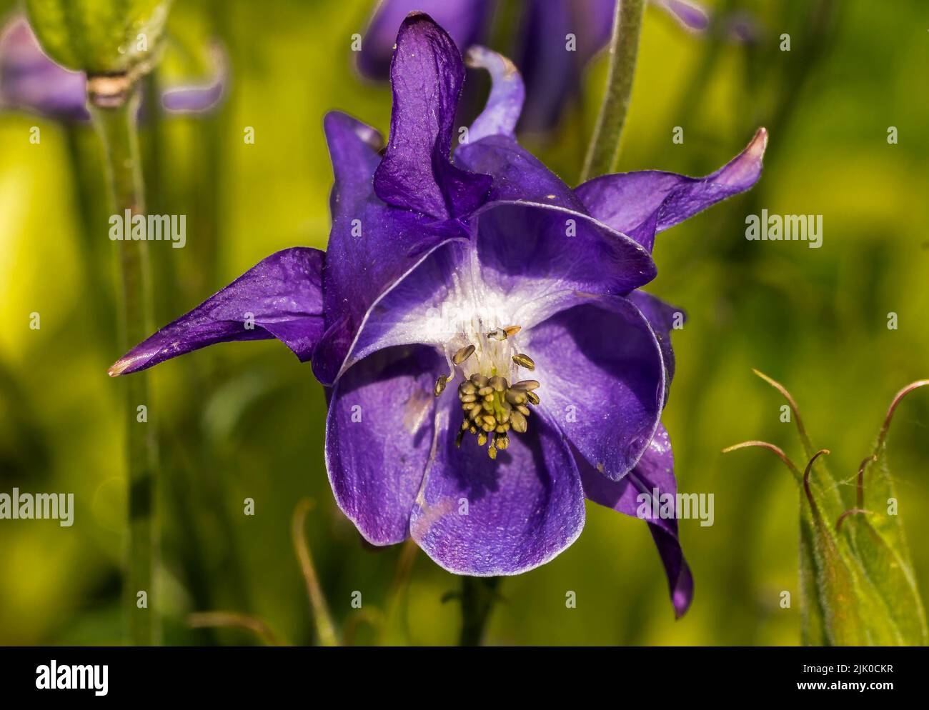 Aquilegia, granny's bonnet or columbine is a genus of about 60–70