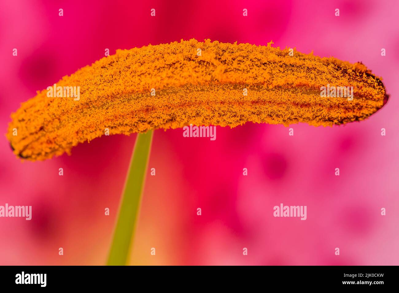 Macro image of the stamen attached to the green filament of the asiatic