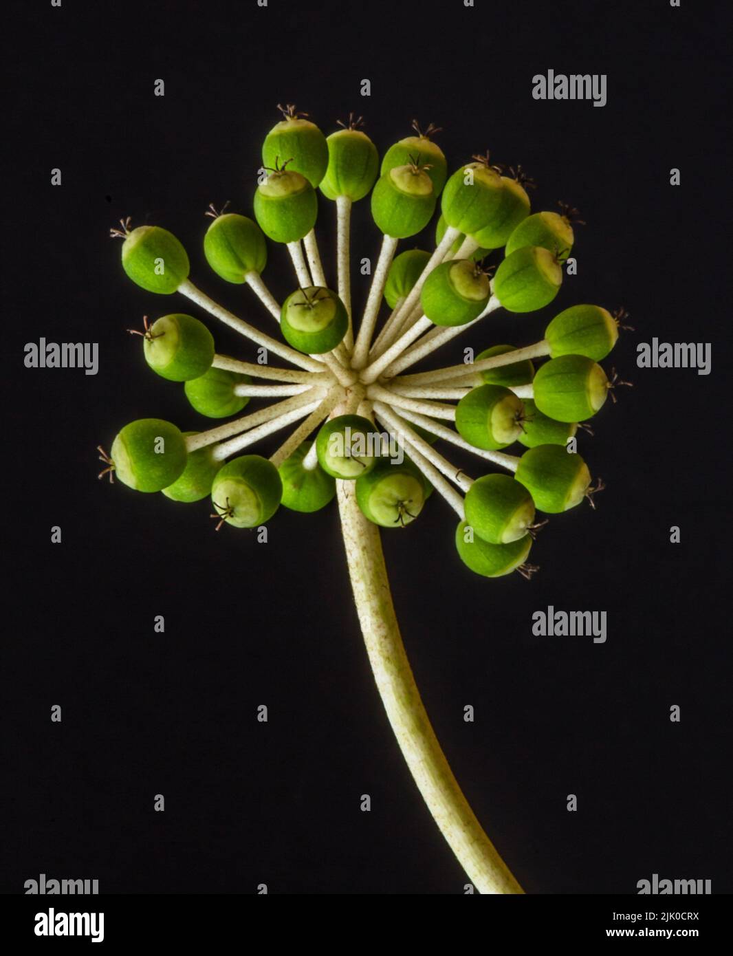The seed pods of the castor oil plant, Ricinus communis Stock Photo