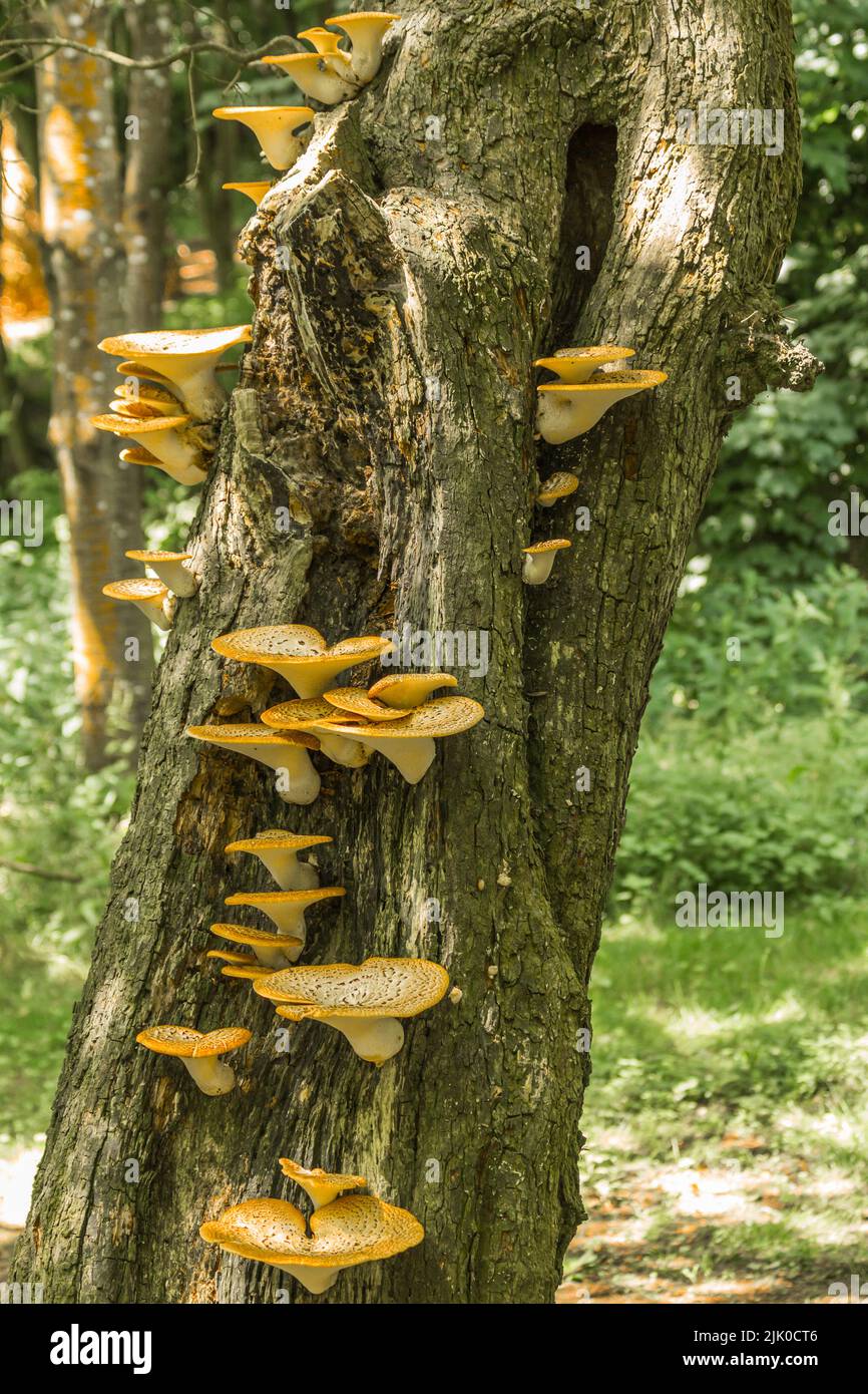 Yellow Tree Fung known as Dryads Saddle Stock Photo