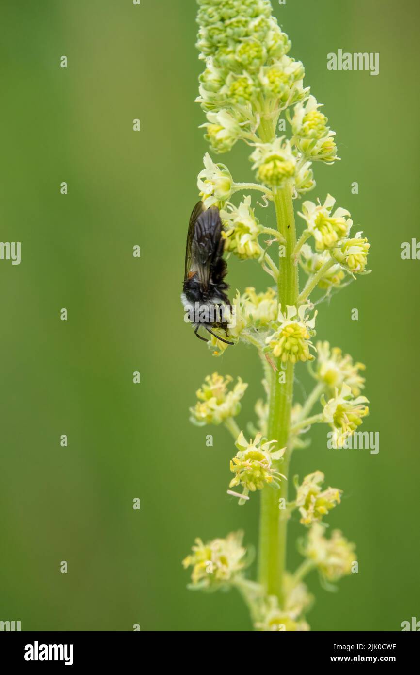 detailed close up of a Common Mourning Bee (Melecta albifrons) feeding on yellow mignonette or wild mignonette (Reseda lutea) Stock Photo