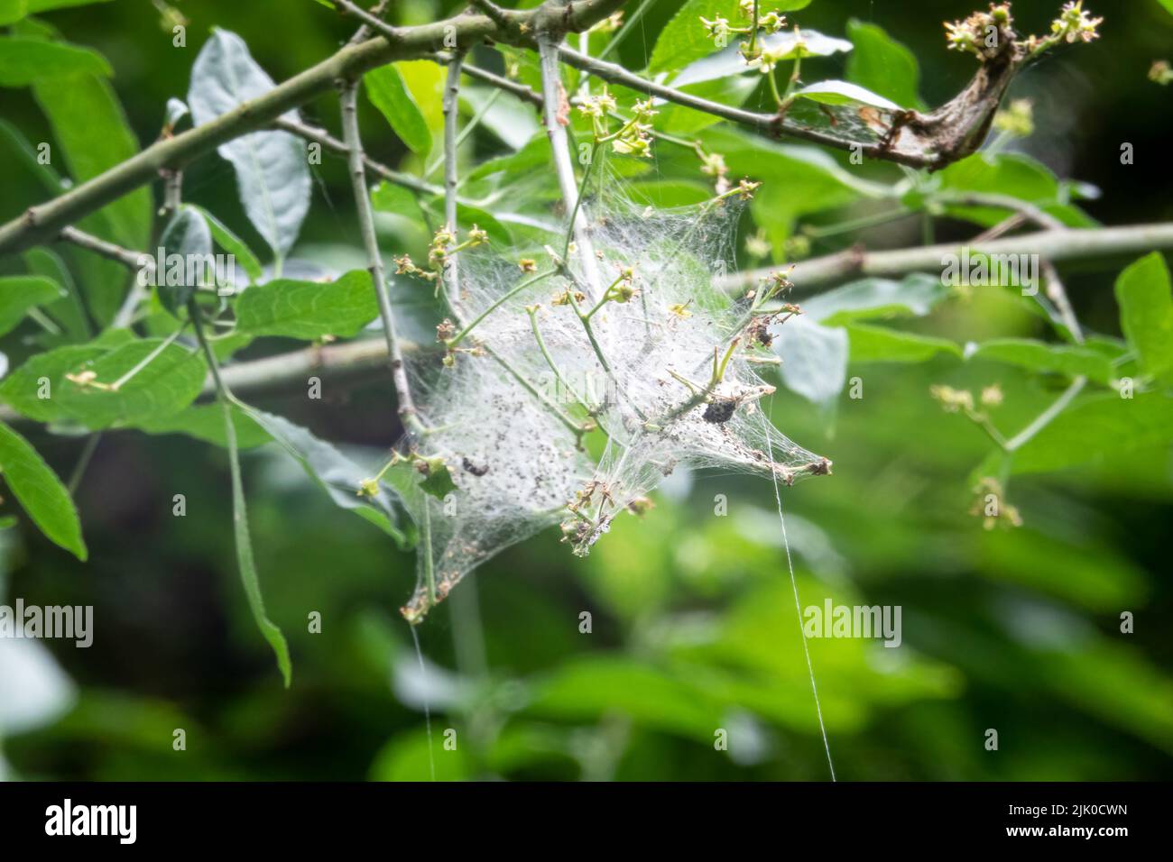 detailed close up of an Emine spindle moth (Yponomeuta cagnagella) web tent Stock Photo