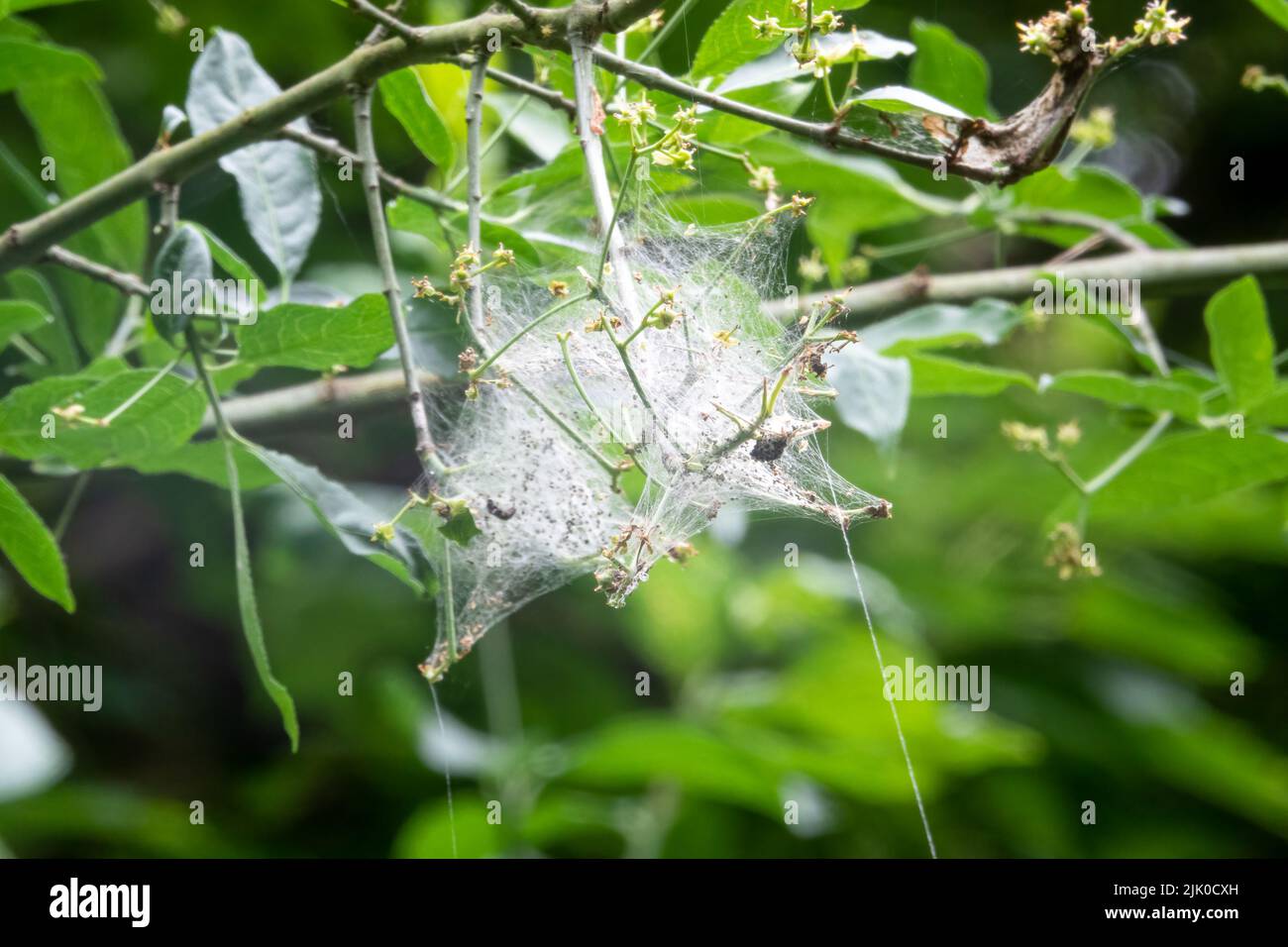 detailed close up of an Emine spindle moth (Yponomeuta cagnagella) web tent Stock Photo