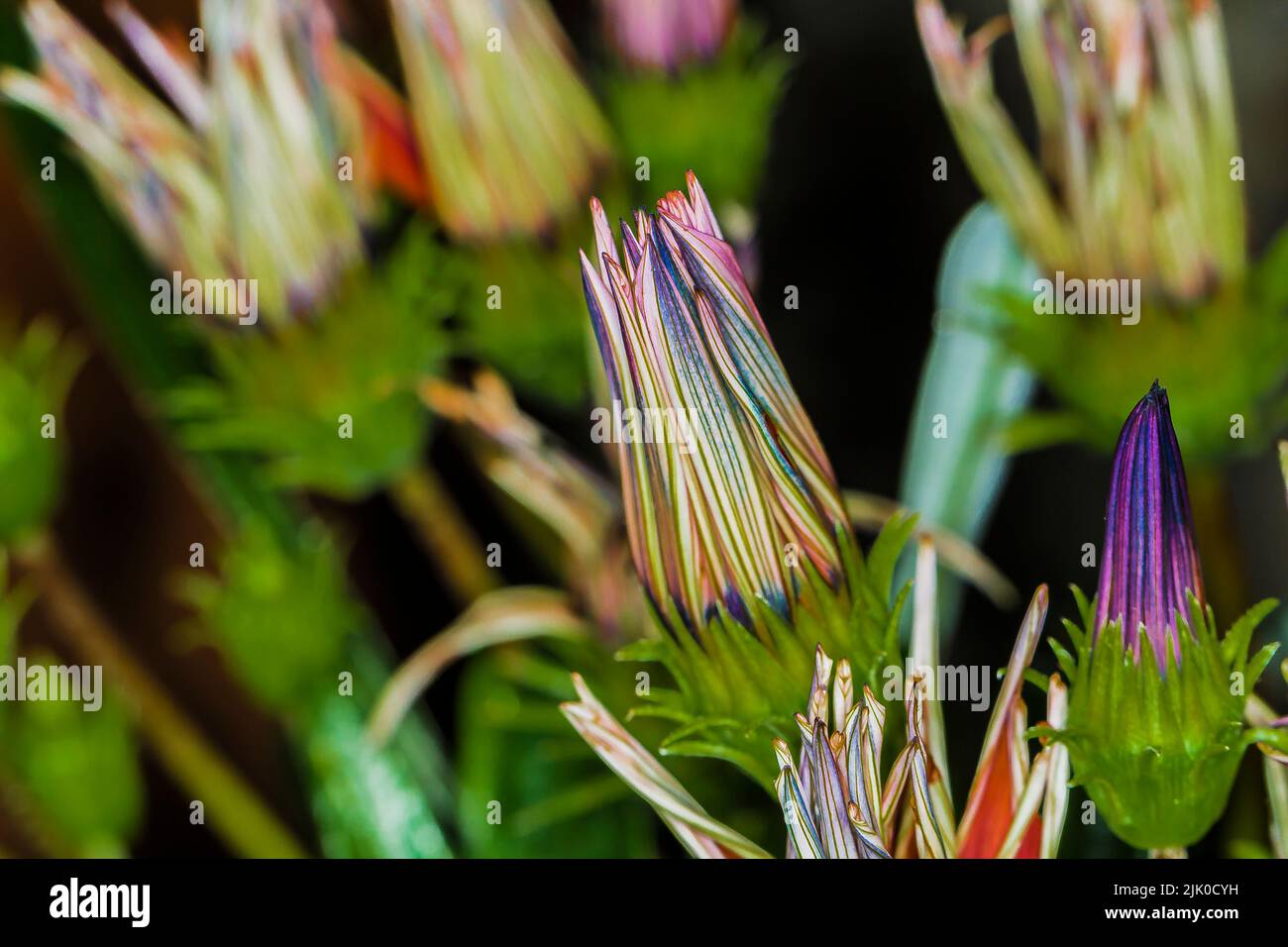 Image showing the the colourful elements of the Gazania daisy taken at night with a flash light/gun Stock Photo