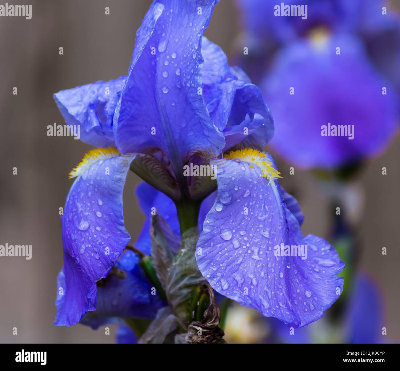 Blue Iris in the rain - the Iris symbolises faith and hope Stock Photo
