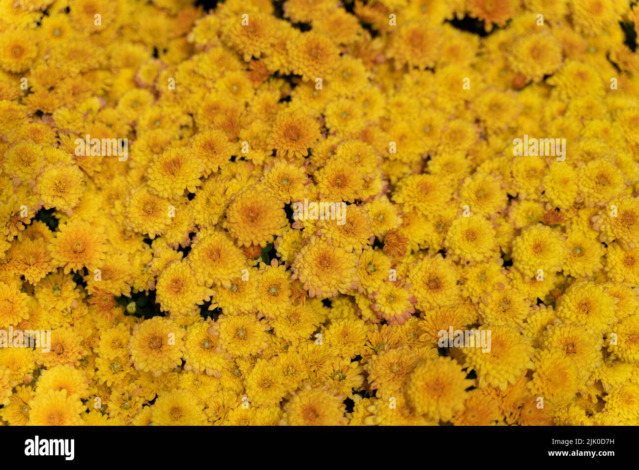 A top view of dense yellow Chrysanthemum grandiflorum in the field Stock Photo