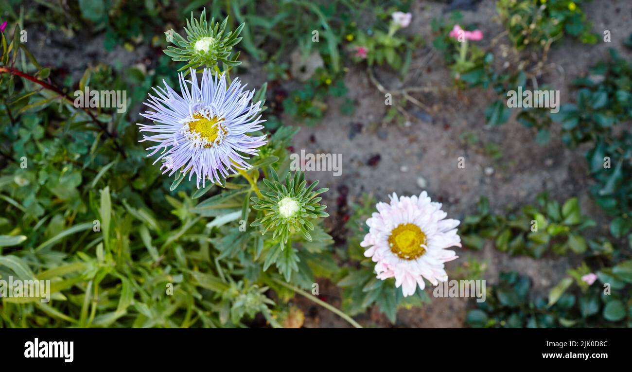 Aster flowers in the garden. A bush of beautiful plant in summer light. Beautiful summer or autumn blooming aster. Family name Asteraceae, Scientific Stock Photo
