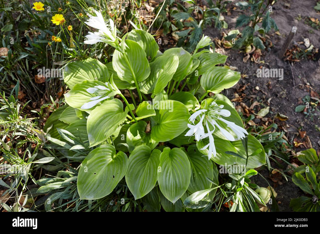 The flowering hosta bushes. Hosta an ornamental plant for landscaping