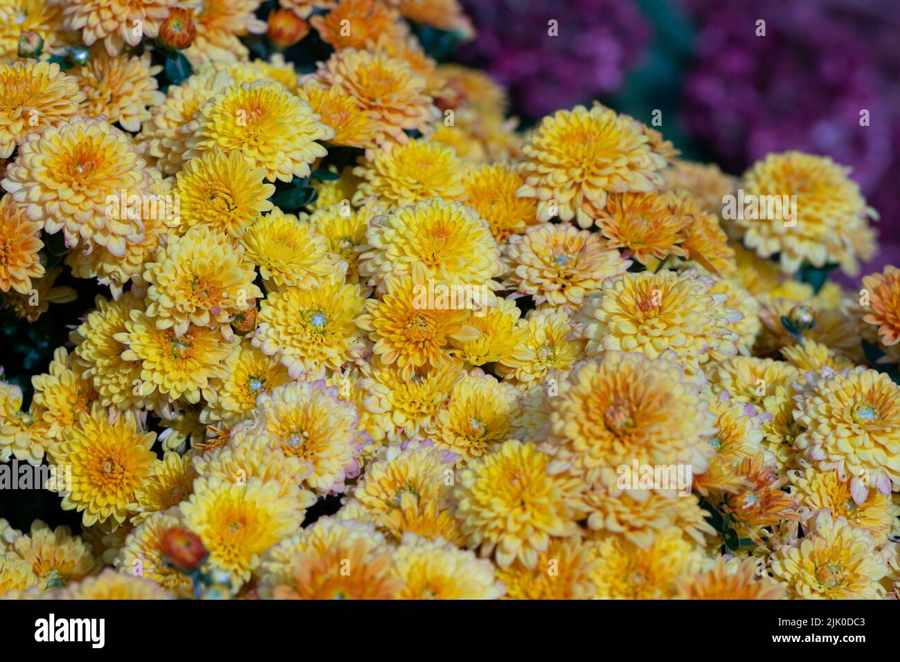 A closeup of dense yellow Chrysanthemum grandiflorum in the field Stock Photo