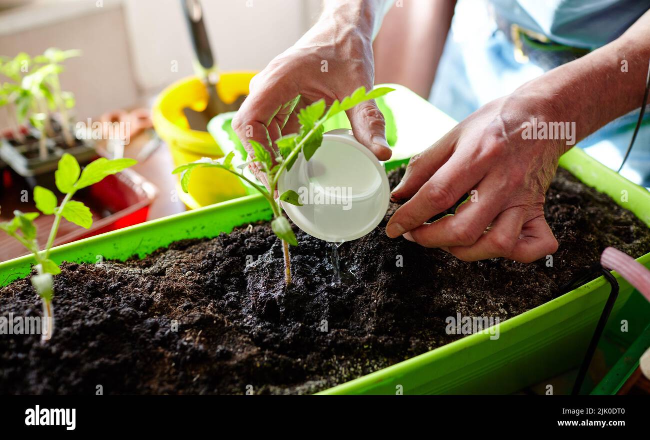 Men Spring Planting Image Old man gardening in home greenhouse. Men's hands planting tomato ...