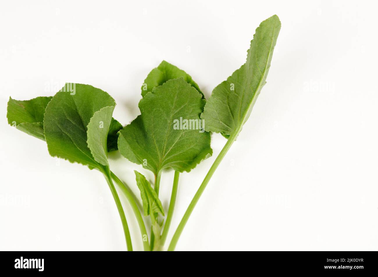 Closeup view of Green Sorrel leaves (rumex vesicarius) on a white background Stock Photo