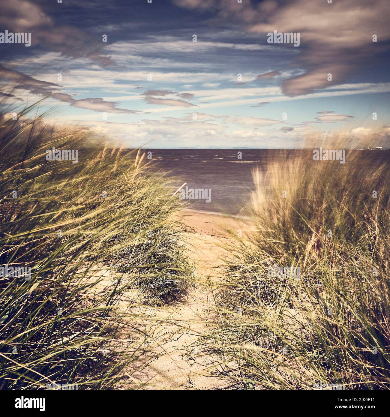 Marram grass on coastal sand dunes moving in the wind Stock Photo