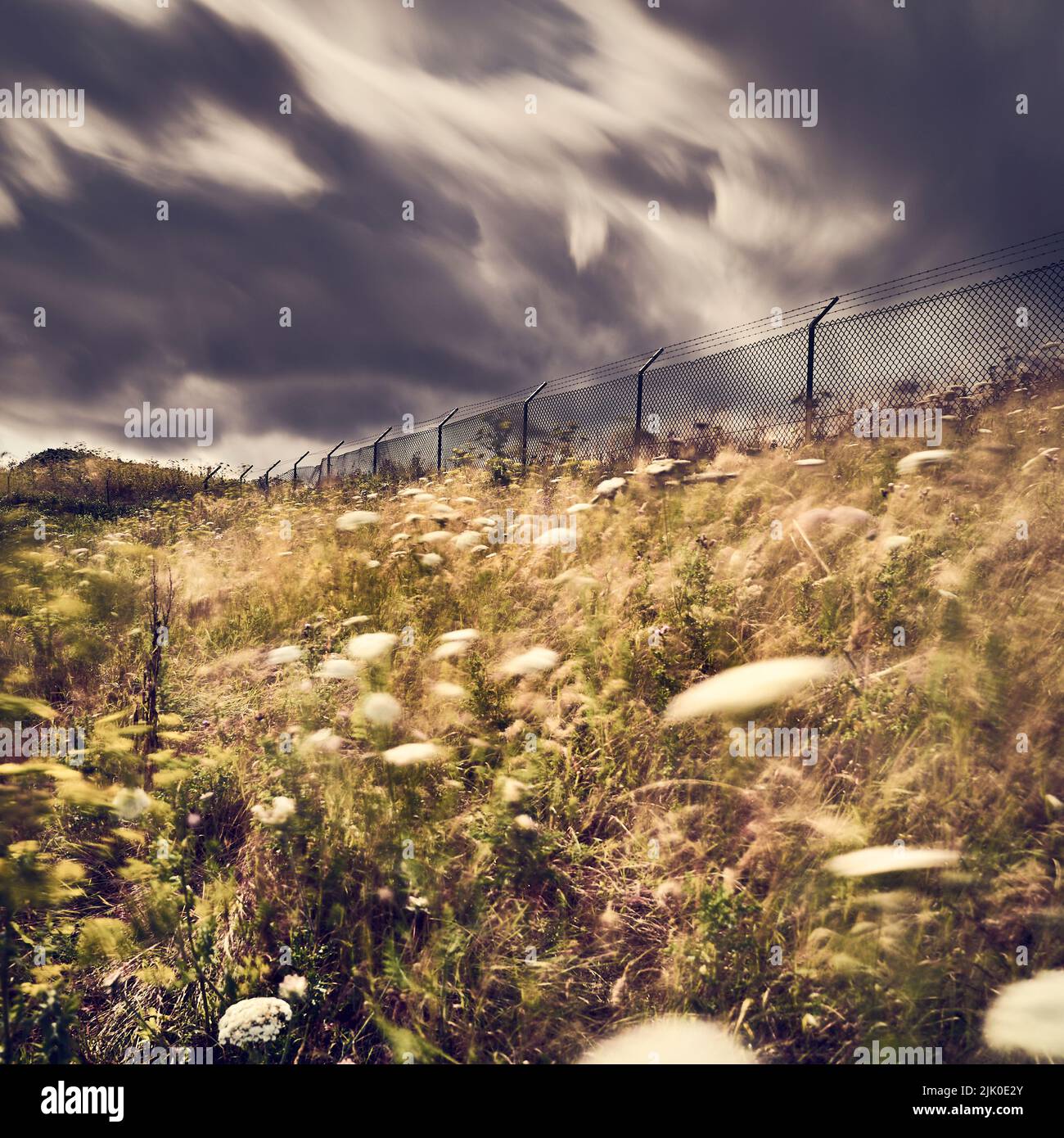 Wild flowers and clouds moving in the wind at start of storm Stock Photo
