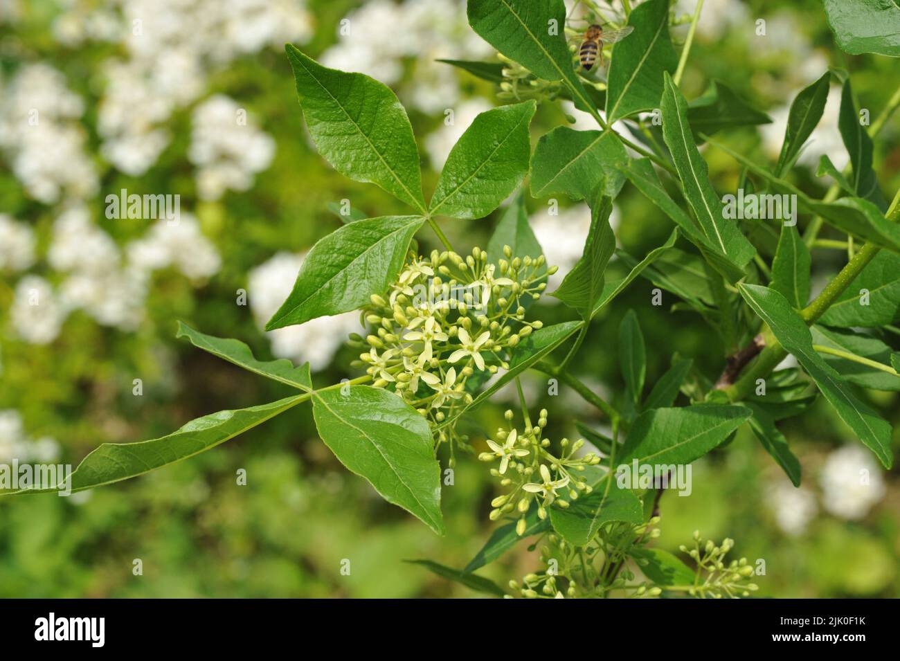 Gentle botanical - delicate leaves of the plant. Ptelea trifoliata flowers Stock Photo