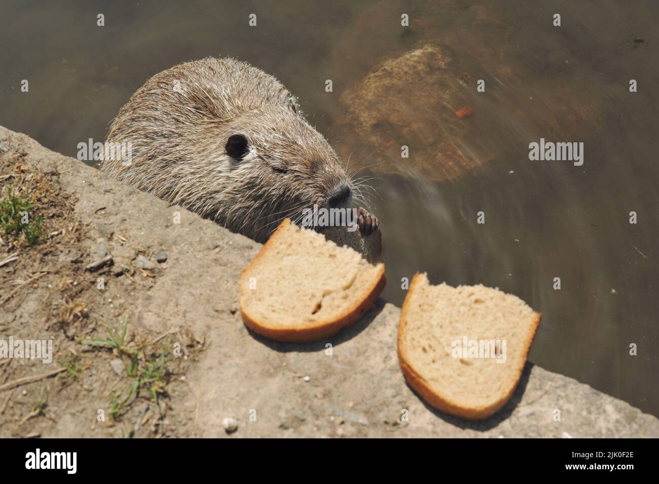 Cute little nutria animal in the water in the park Stock Photo