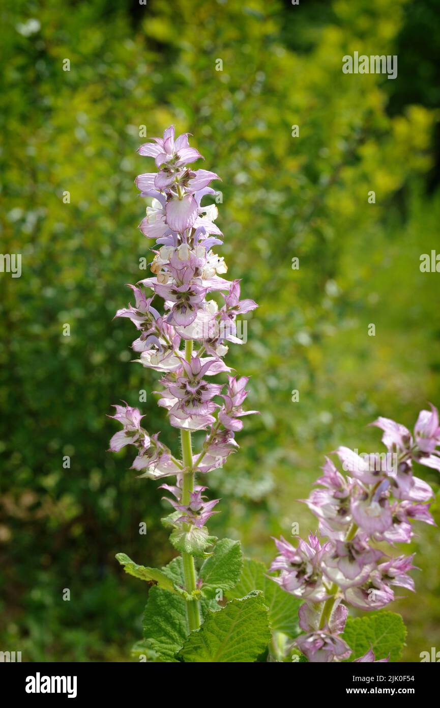 Young salvia plant, violet fragile flowers Stock Photo