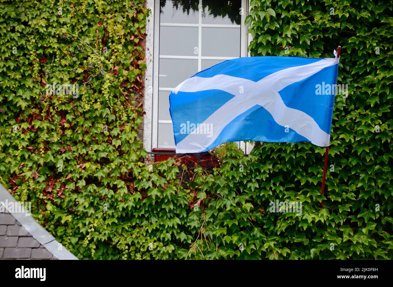 saltire flags of scotland in coldstream scotland in summer 2022 UK Stock Photo