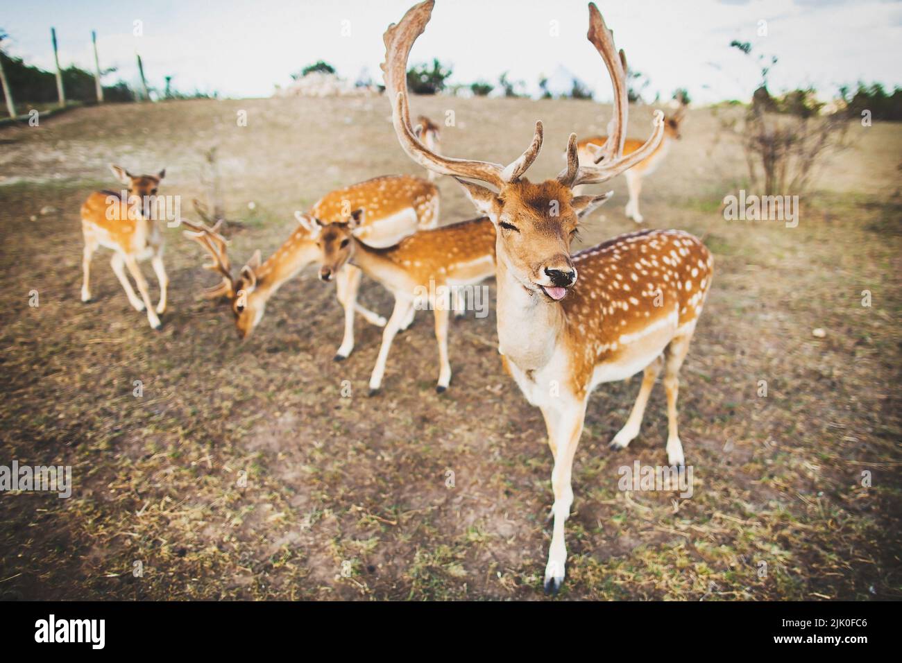 Deer with beautiful antlers shows his tongue Stock Photo Alamy