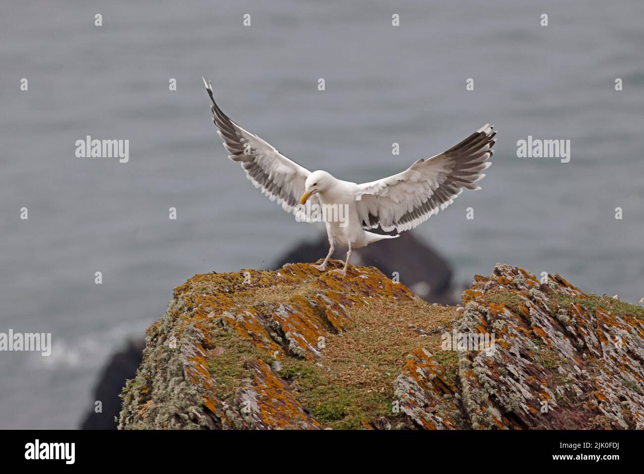 Great Black-backed Gull landing on Skokholm Wales UK Stock Photo