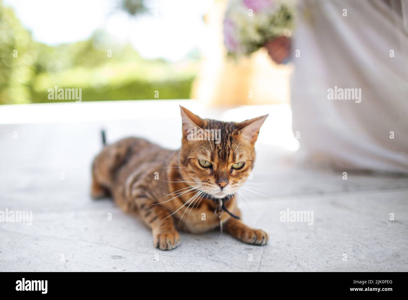 A cute and tabby cat lies on a stone floor Stock Photo - Alamy