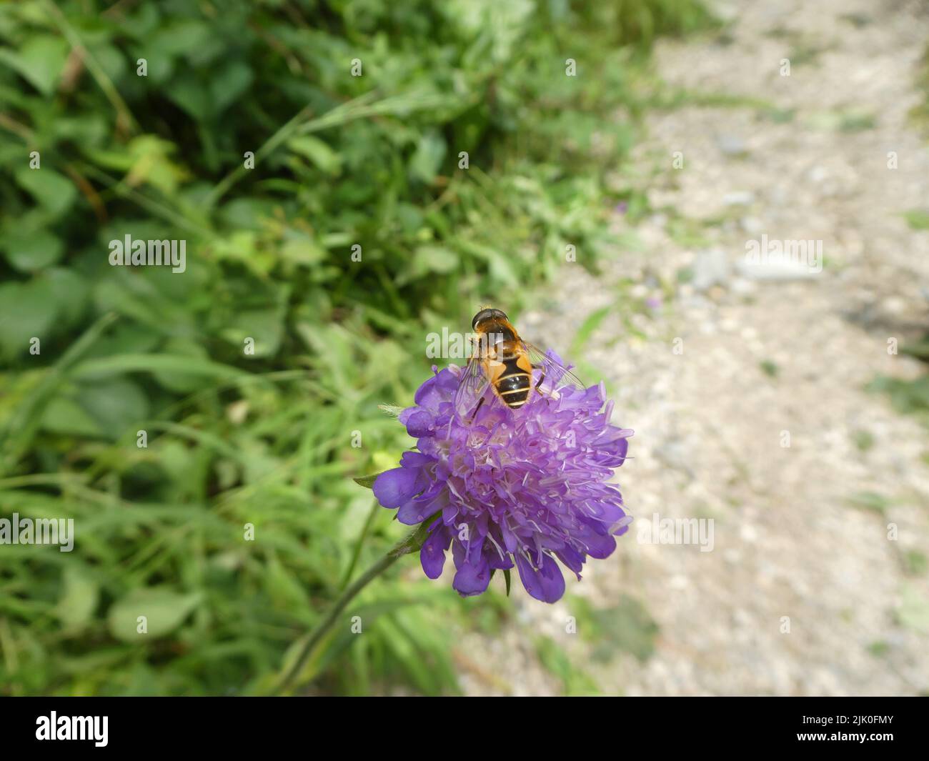 Wild bee sitting on lilac flower Stock Photo