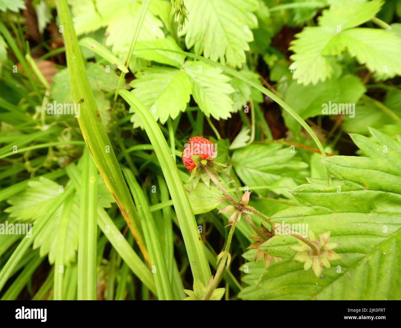 Red wood strawberry in the forest Stock Photo