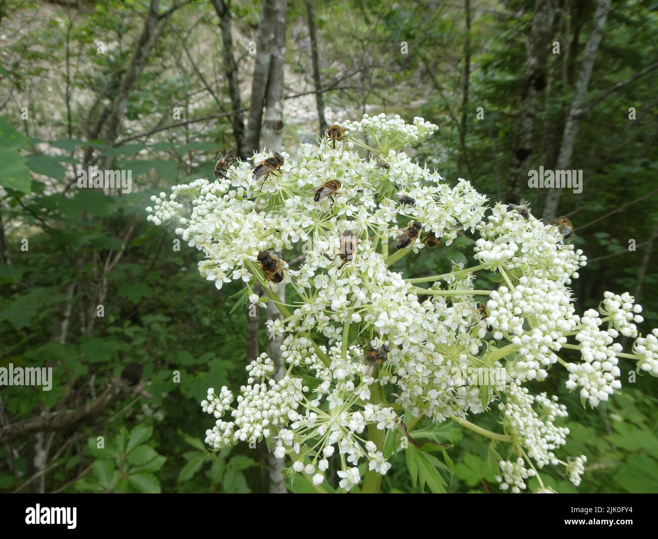 Wild bees sittimg on flower of elder Stock Photo