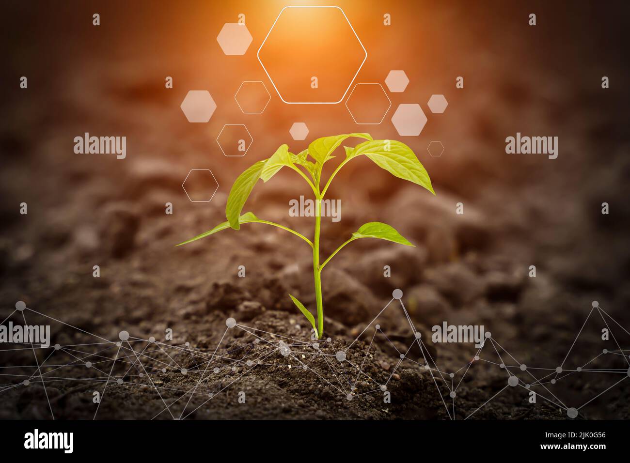 Agricultural technologies for growing plants and scientific research in the field of biology and chemistry of nature. Living green sprout in the hands of a farmer. Organic digital background. High quality photo Stock Photo