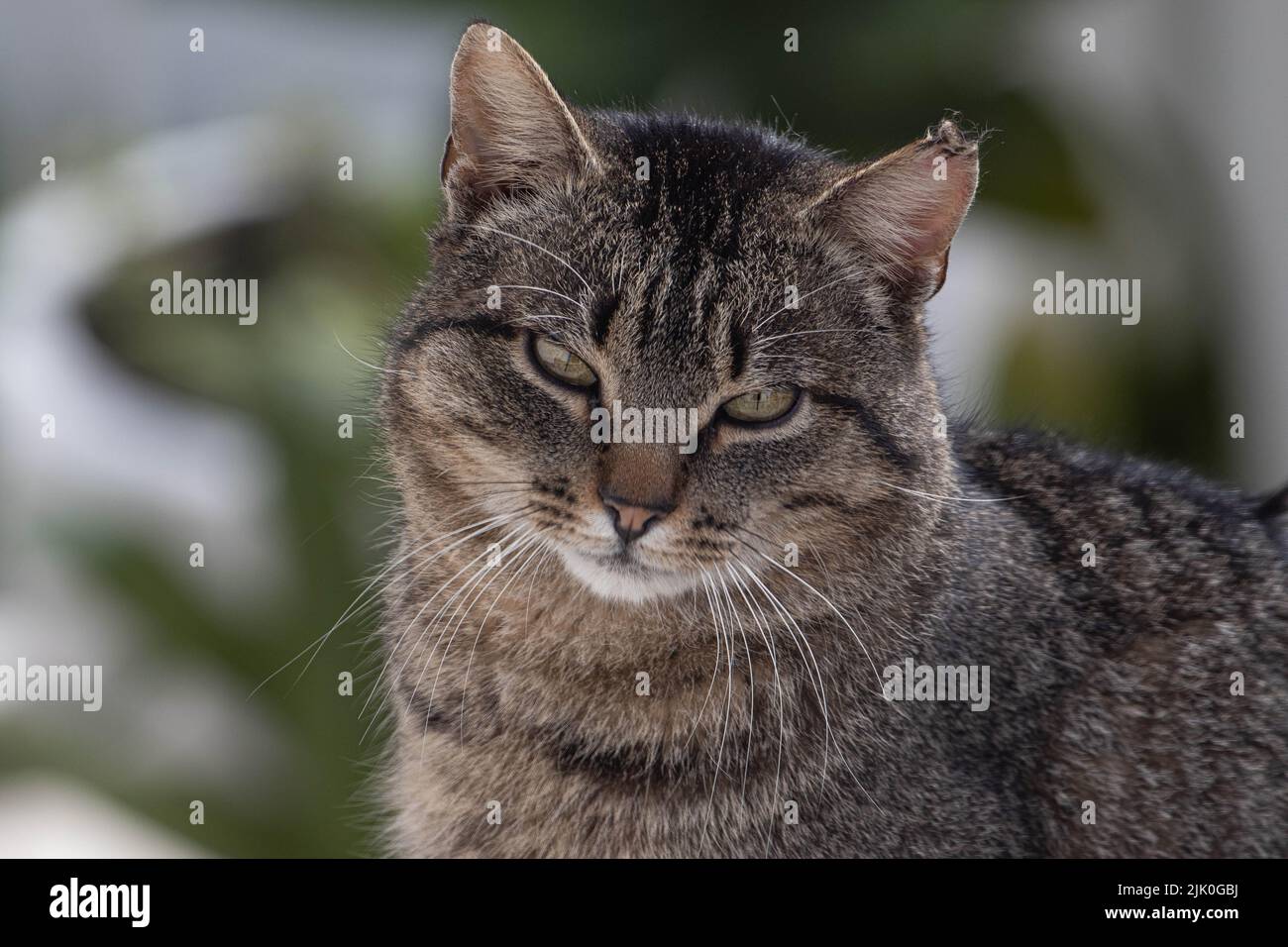 A shallow focus shot of a Tabby cat looking at the camera with blur ...