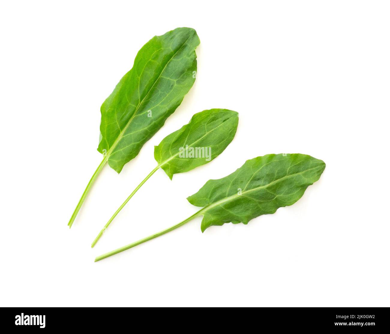 Three young fresh leaves of sorrel isolated on white, top view Stock Photo